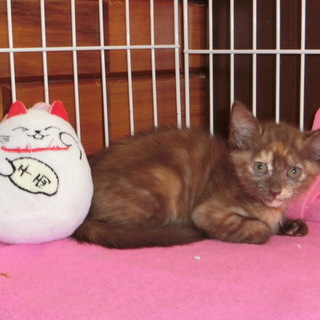 美形の子猫ちゃんと　個性的な子猫ちゃん - 猫