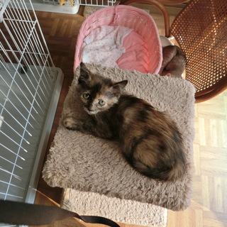 美形の子猫ちゃんと　個性的な子猫ちゃん − 兵庫県