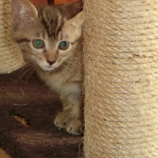 美形の子猫ちゃんと　個性的な子猫ちゃん - 里親募集