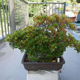 サツキ盆栽の画像