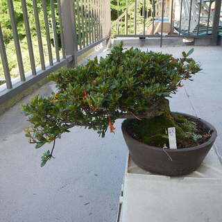 サツキ盆栽の画像