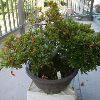 サツキ盆栽の画像