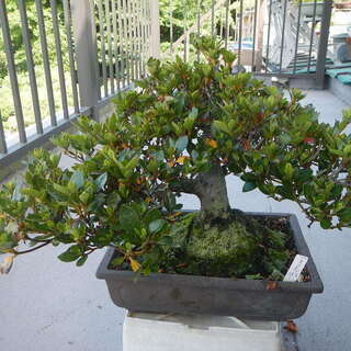 サツキ盆栽の画像