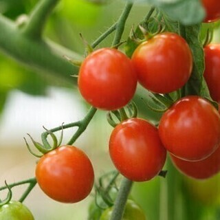🍅ハウス内でのミニトマトの栽培～収穫および草刈り等雑務　（長期、短期）