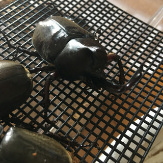 カブトムシ 国産