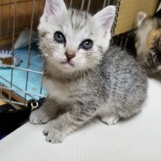 只今交渉中です - 猫