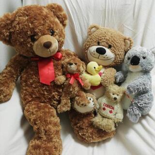 決まりました❗くまちゃん🐻ぬいぐるみ