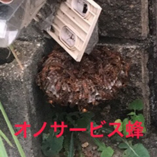 低価格駆除 蜂の巣、ゴキブリ、コウモリ、ヘビ、、、 - 尾張旭市
