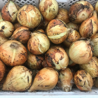 佐賀県産  玉ねぎ  B級  20キロ