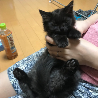 可愛い黒猫 子猫