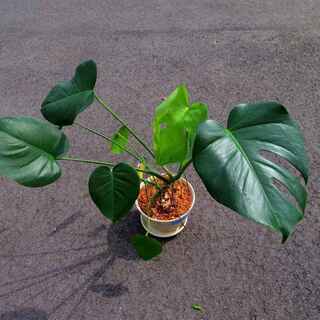 観葉植物　モンステラ③　値下げ