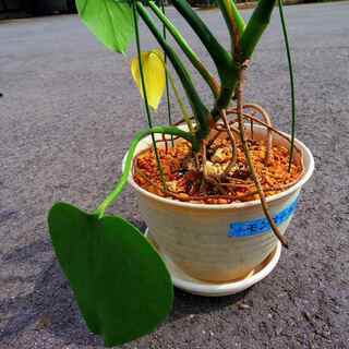 観葉植物　モンステラ③　値下げの画像