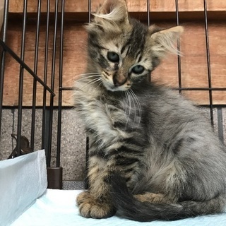 3〜4ヶ月の仔猫ちゃん