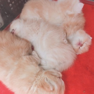 わんちゃんねこちゃんのブリーダーをしたい方資格取得から開業までサポートしますの画像