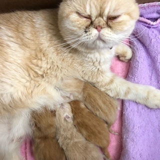 わんちゃんねこちゃんのブリーダーをしたい方資格取得から開業までサポートしますの画像
