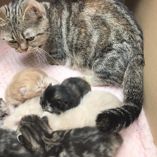 わんちゃんねこちゃんのブリーダーをしたい方資格取得から開業までサポートしますの画像