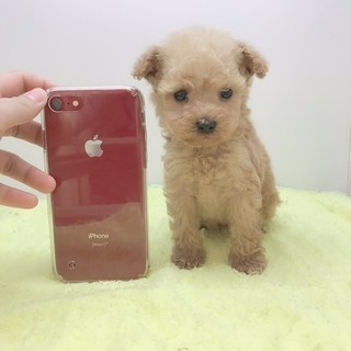 わんちゃんねこちゃんのブリーダーをしたい方資格取得から開業までサポートしますの画像