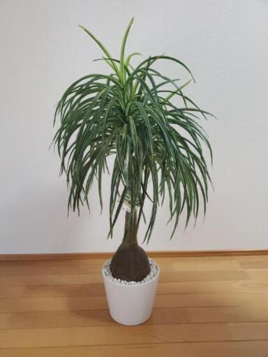 光触媒造花と人口観葉植物