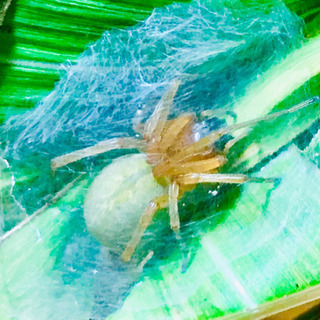 カバキコマチグモ1匹