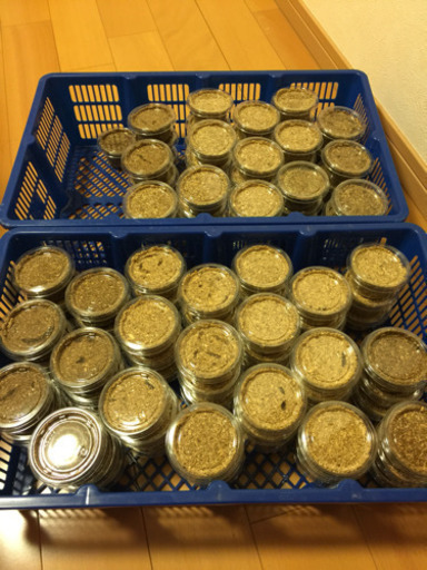 ◆イベントやお祭りに‼️オオクワガタ幼虫100頭◆