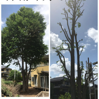 庭木の伐採 高木伐採致します【所沢市 狭山市入間市飯能市〜】