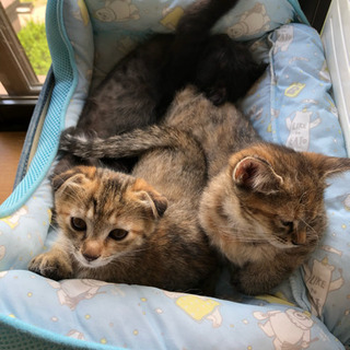 垂れ耳子猫 里親募集