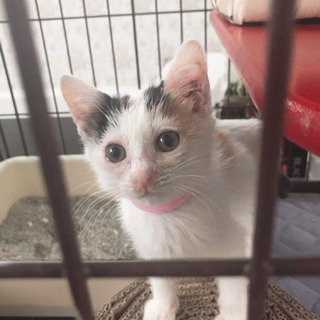 相談中一旦中断 - 猫