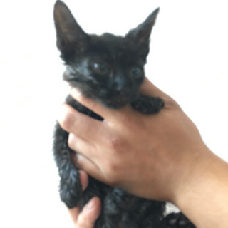 生後2ヶ月程度の黒猫♂の里親さんを募集します。