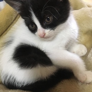 推定1ヶ月の仔猫です!!