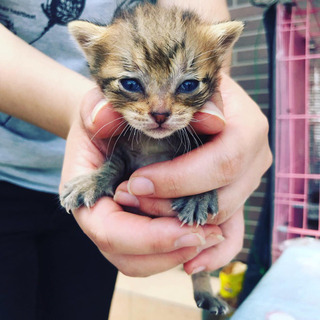 【募集停止中】里親募集してます③