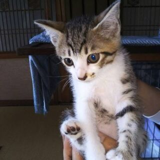 子猫の里親様募集しています！