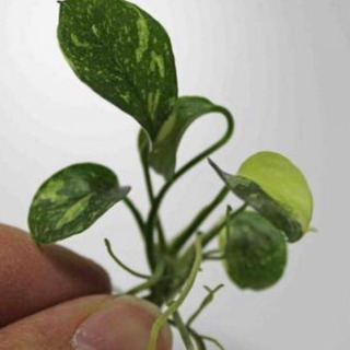 水草 レア種 アルビアスナナ斑入り 1株限定！ ⚠️農薬残ってる...