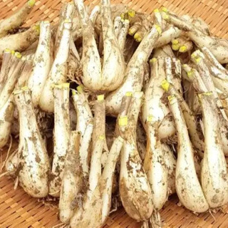 訳あり！鳥取砂丘らっきょう 根付き！ 20kg