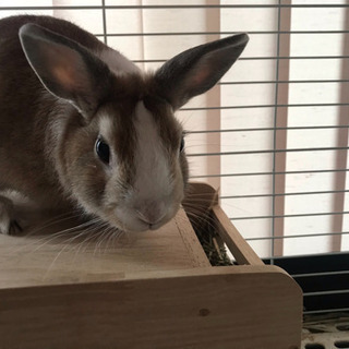 うさぎ - 高松市