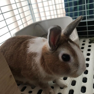 うさぎ - その他