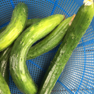 朝どれきゅうり 漬物にいかがですか？の画像