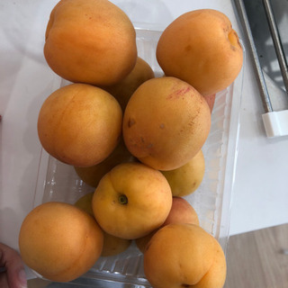 生あんずの画像