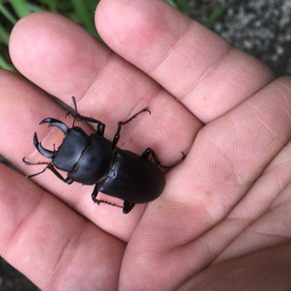 クワガタ採集行こう😊 − 北海道