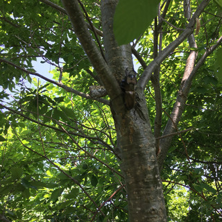 クワガタ採集行こう😊 - 札幌市