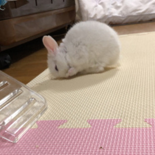 ミニウサギの里親を探してます