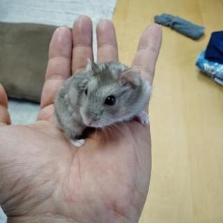 ベージュ色のジャンガリアン
