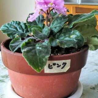 セントポーリア鉢植え(ピンク、素焼き3号鉢)の画像
