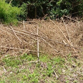 孟宗竹乾いてます