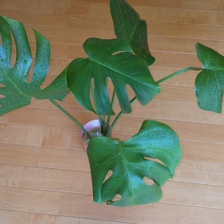 モンステラ他ポトスなど観葉植物