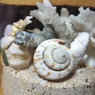 ハンドメイド/貝殻のテラリウムの画像