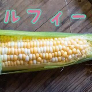 ちょこっと夏野菜セット【よねベジ】