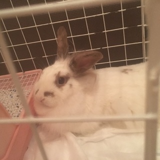 里親募集ウサギ♀
