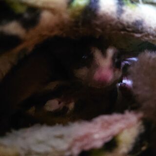 フクロモモンガ里親募集