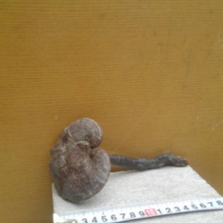 さるのこしかけの画像