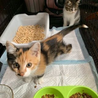 地域猫レスキュー♥スーちゃん